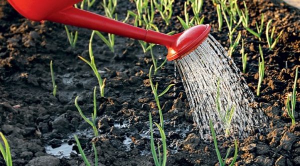  In der ersten Entwicklungsphase baut der Frühlingsknoblauch eine grüne Masse auf, so dass das Wasser reichlich sein sollte