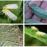  Insektenschädlinge auf offenem Boden