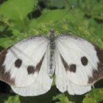  Insectes nuisibles du chou en pleine terre