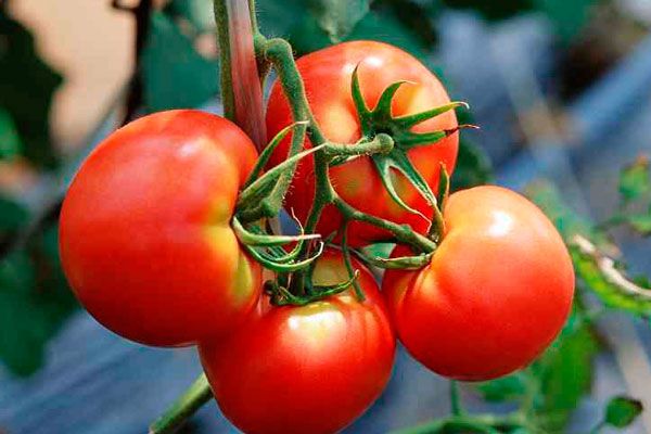  Les fruits sont petits et pèsent environ 50 grammes.