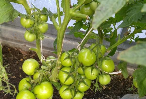  Vous pouvez collecter les fruits et les verts, ils dospeyut dans une boîte