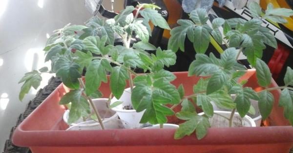  Pour augmenter le rendement des plants de tomates, Big Mommy doit être durcie avant la plantation dans le sol.