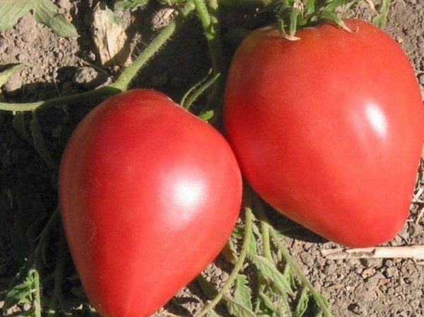  Determinantal Tomatensorte Big Mommy