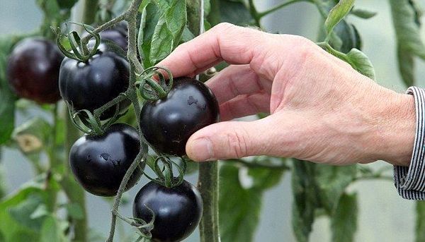  Schwarze Tomatensorten