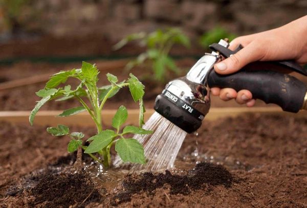  Les tomates noires ne tolèrent pas l'excès d'humidité