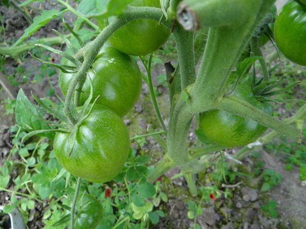  Bis zur vollen Reife haben schwarze Tomaten die gleiche Farbe wie normale Tomaten.