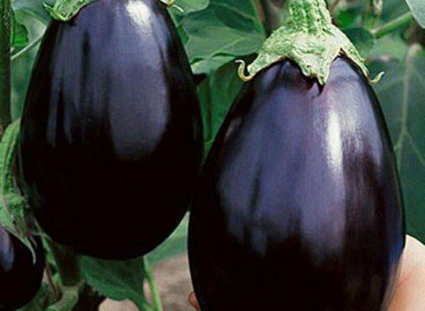  Aubergine schwarze Schönheit