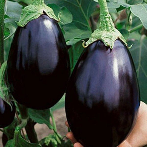  Aubergine Black Beauty