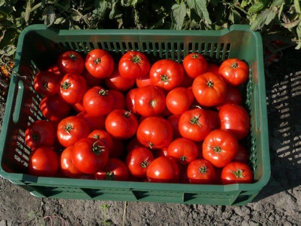  En raison de son pelage dense, la variété résiste parfaitement au transport et au stockage.