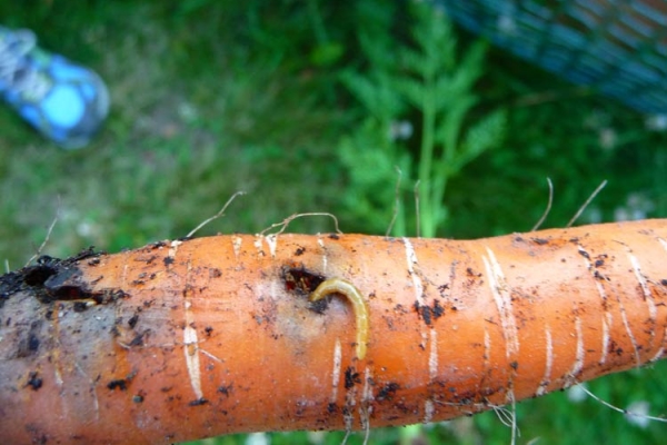  Larve carotte vole sur la racine