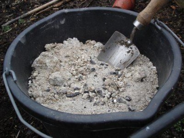  Trois fois par saison, il est recommandé d'appliquer des engrais: humus, cendres, superphosphate