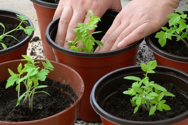  Kirschentriebe erscheinen 5-7 Tage nach dem Pflanzen in Töpfen