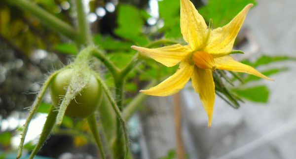  Kirschtomaten sind selbstbestäubt, aber zu Hause benötigen sie möglicherweise Hilfe.