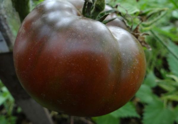  Tomate au chocolat