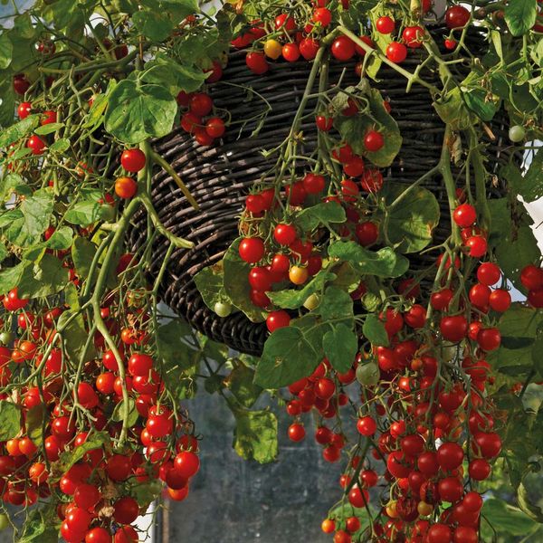  La tomate Ampel pousse bien même à l'ombre