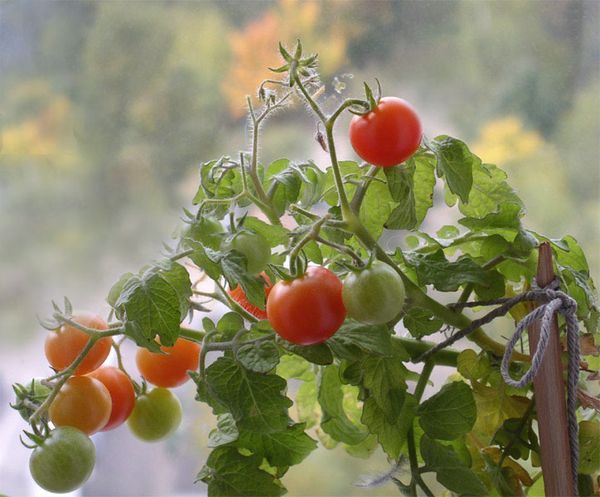  Ampel-Tomatennadeln, können 1 oder 2 Stiele bleiben