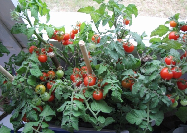  Züchtung einer Tomate auf dem Fensterbrett