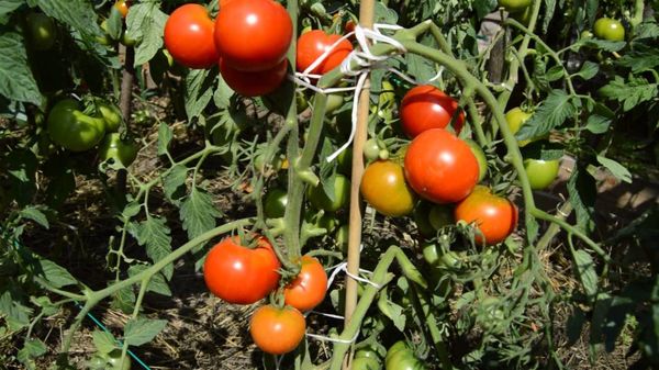  Tomatensorten Sommerbewohner