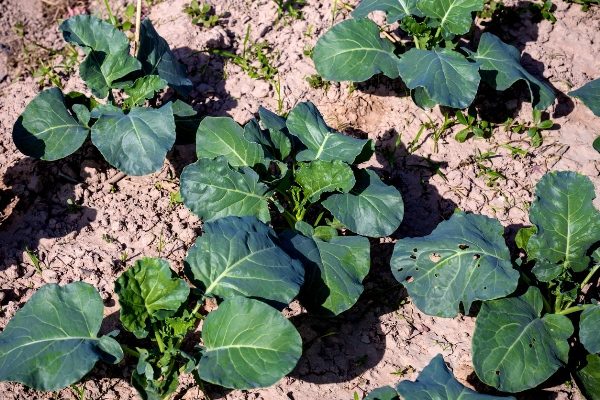  Das Bett mit Romanesco-Kohl muss gekalkt werden, um den Boden zu lockern