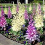  Chou décoratif avec une flèche sur le parterre de fleurs