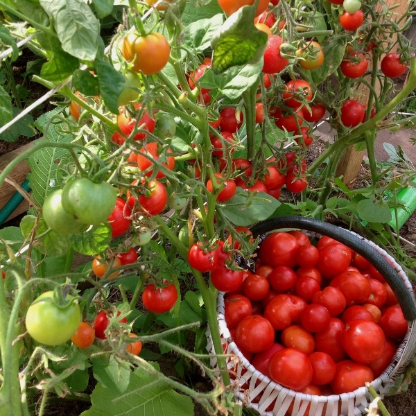  Frisch gewachsener Tomatengrad Countryman