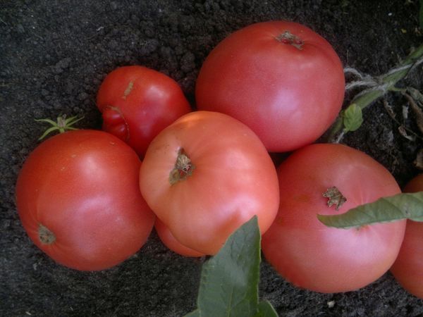  Dans de bonnes conditions, vous pouvez obtenir jusqu’à 7 kg de Wild Rose d’un buisson.