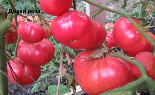  Die Reifung erfolgt ungleichmäßig - reife Früchte brechen, Grüns reifen