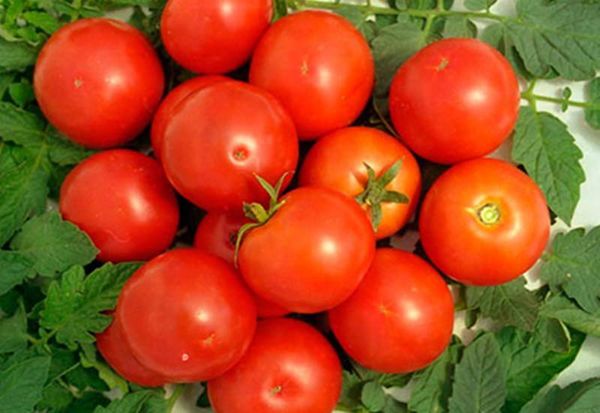  Beschreibung und Eigenschaften der Tomate Yamal