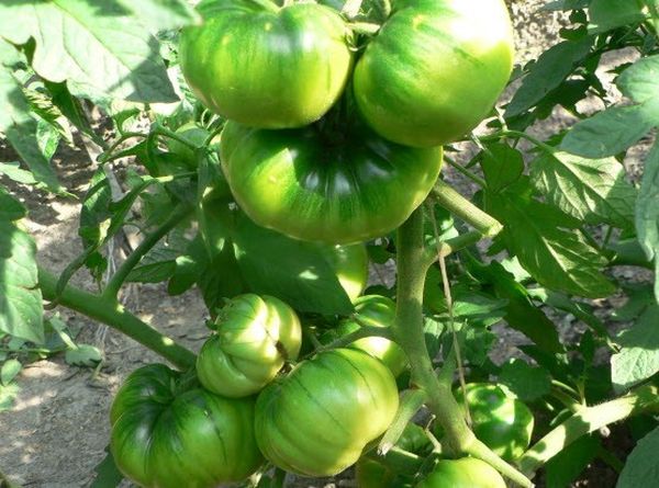  La pastèque mûrit plusieurs fruits sur un pinceau de tomate