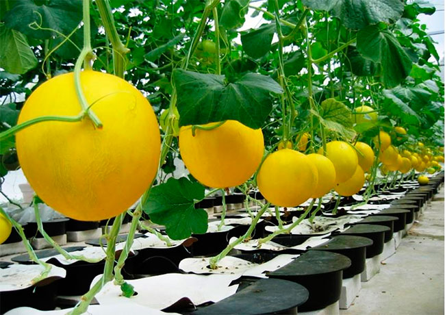  Wachsende Melonen im Gewächshaus