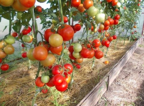  Tomaten Evpator F1