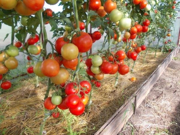  Tomaten Evpator F1