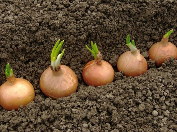  Le traitement des oignons active la croissance des légumes verts et des navets