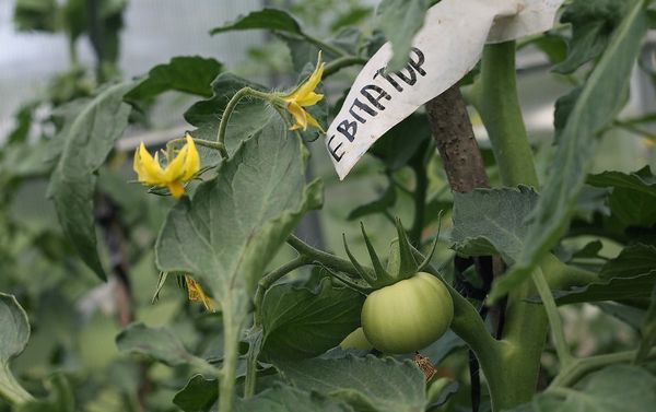  Évaluez les fruits Evpator jusqu'au gel