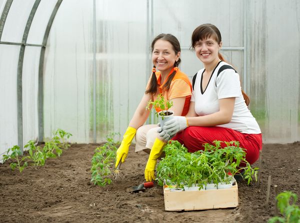  Les plants sont repiqués dans la serre au début du mois de juin.