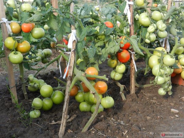  Die Hauptvorteile der Sorte sind frühe Ernte und Krankheitsresistenz.