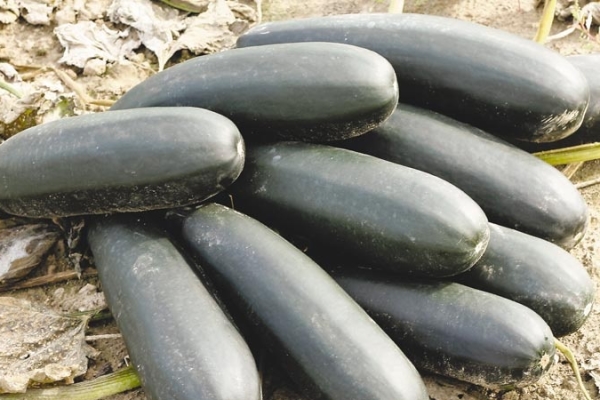  Sammeln Sie Zucchini regelmäßig, wenn die Früchte alle 2-3 Tage 15-20 cm hoch sind