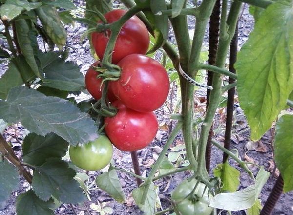  Description et caractéristiques de la tomate Fatima