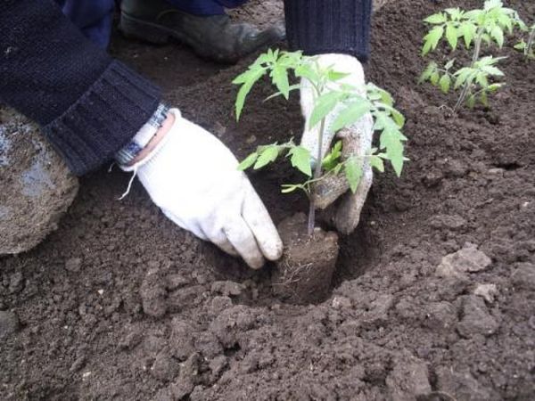  Les plants sont plantés dans le sol 2 mois après l'ensemencement