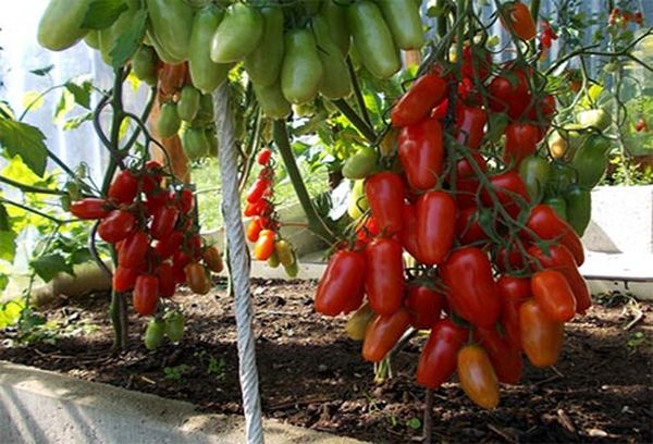  Pour la collecte des graines sont appropriées fruits mûrs, légèrement brun