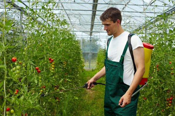  Die besten Fungizide für Tomaten