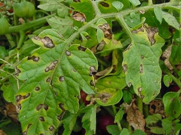  Schutzmedikamente können die einzelnen Elemente der Tomate direkt beeinflussen