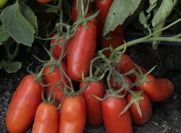  Variété de tomates Gulliver