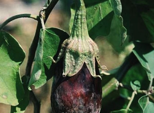  Maladie Aubergine