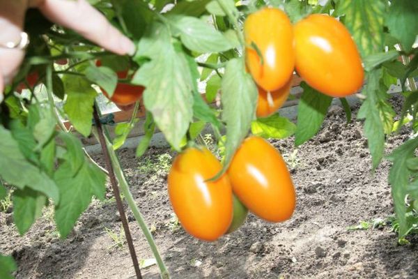  Beschreibung und Eigenschaften von Tomate Goldfish