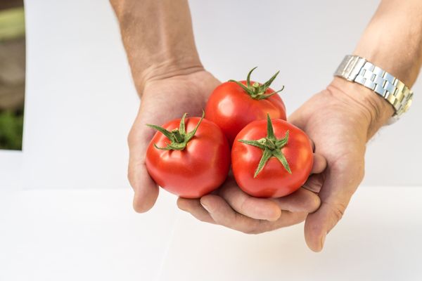  Tomaten Lyubasha