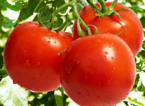  Tomaten Linda