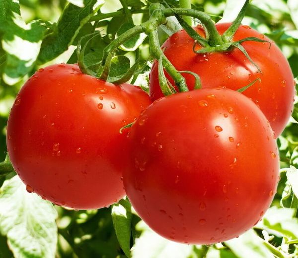  Tomaten Linda