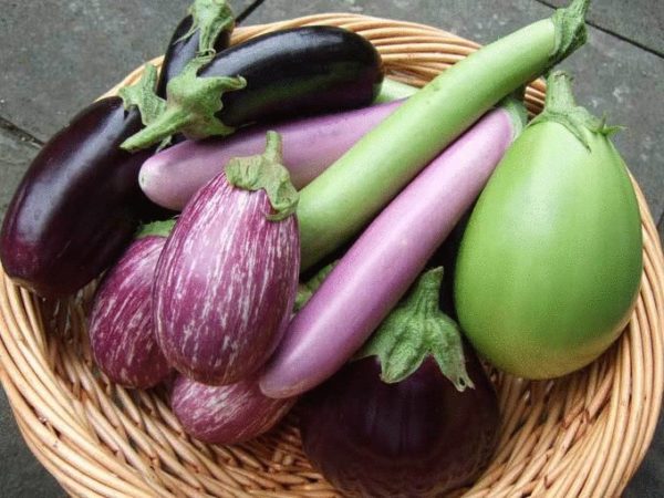  Les meilleures variétés d'aubergines