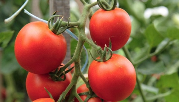  Was sind Standardtomaten?